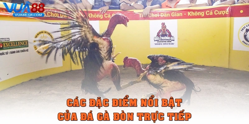 Đá gà đòn trực tiếp – Môn thể thao đầy kịch tính tại Vua88 Các đặc điểm nổi bật của Đá gà đòn trực tiếp