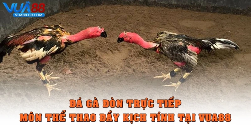 da ga don truc tiep thumb